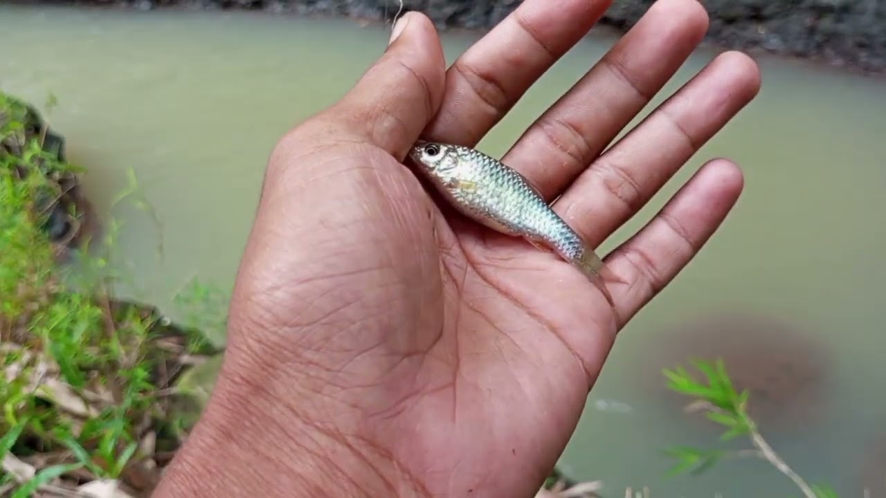 Sambil gabuburit mancing dekat rumah aja kawan Alhamdulillah masih poin 