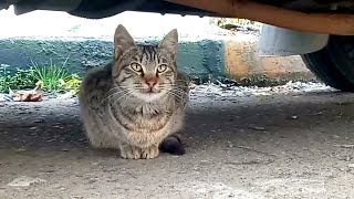 I found a hungry cute cat under the car by My street cats 196 views 1 year ago 1 minute, 56 seconds