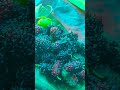 #coloursoflife #mulberries #mulberrybush #shake#making #process #starting#purple#sahtoot