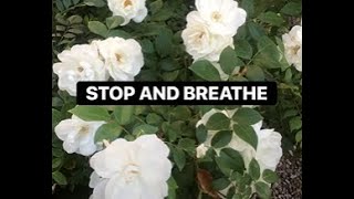 Stop and breathe