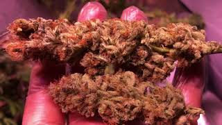 2019 New Grow stats and weigh in - 403 gram total