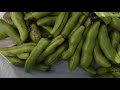 夏の定番　そらまめを植える　5月24日（そら豆収穫） 焼いても美味しいよ！！Broad bean harvest