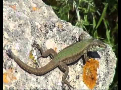 A Lizard with a thirst on the Island of Gozo
