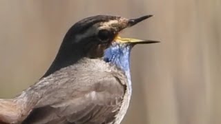 Blauwborsten zingen, poetsen en foerageren/ Bluethroats singing, preening and foraging