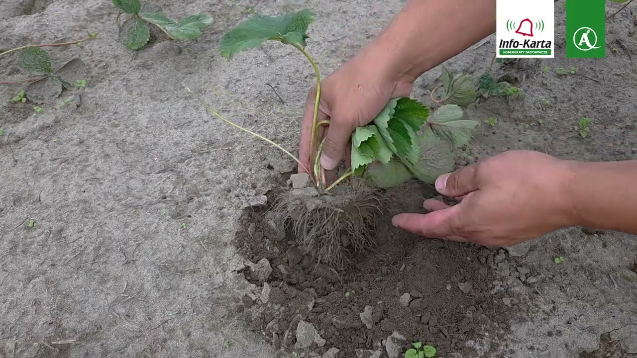Wpływ wysokich temperatur i deficytu wody na plantacje truskawek | Komunikat jagodowy