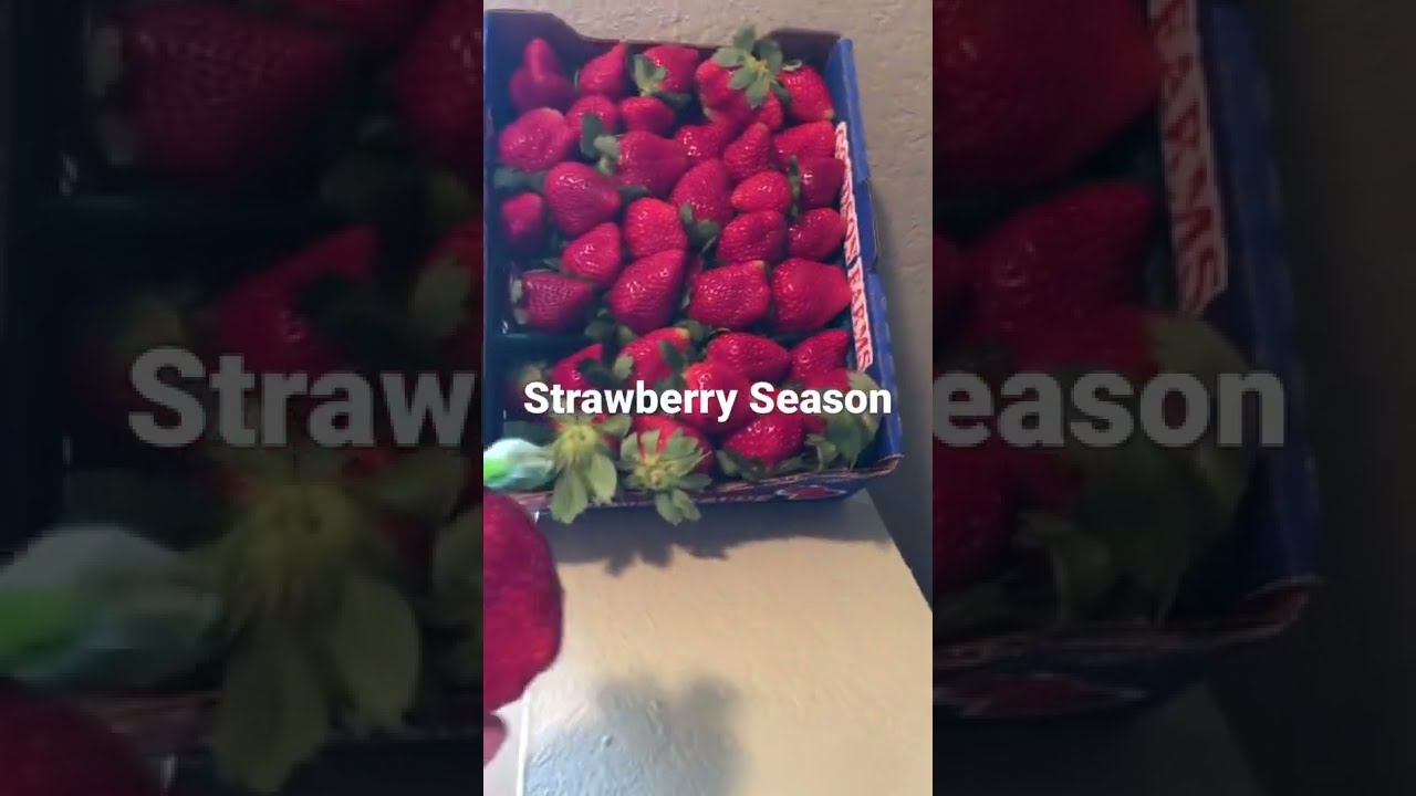 Strawberry Season in Florida