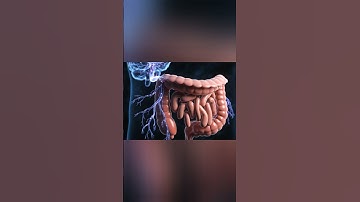 The Brain-Gut Connection in IBS