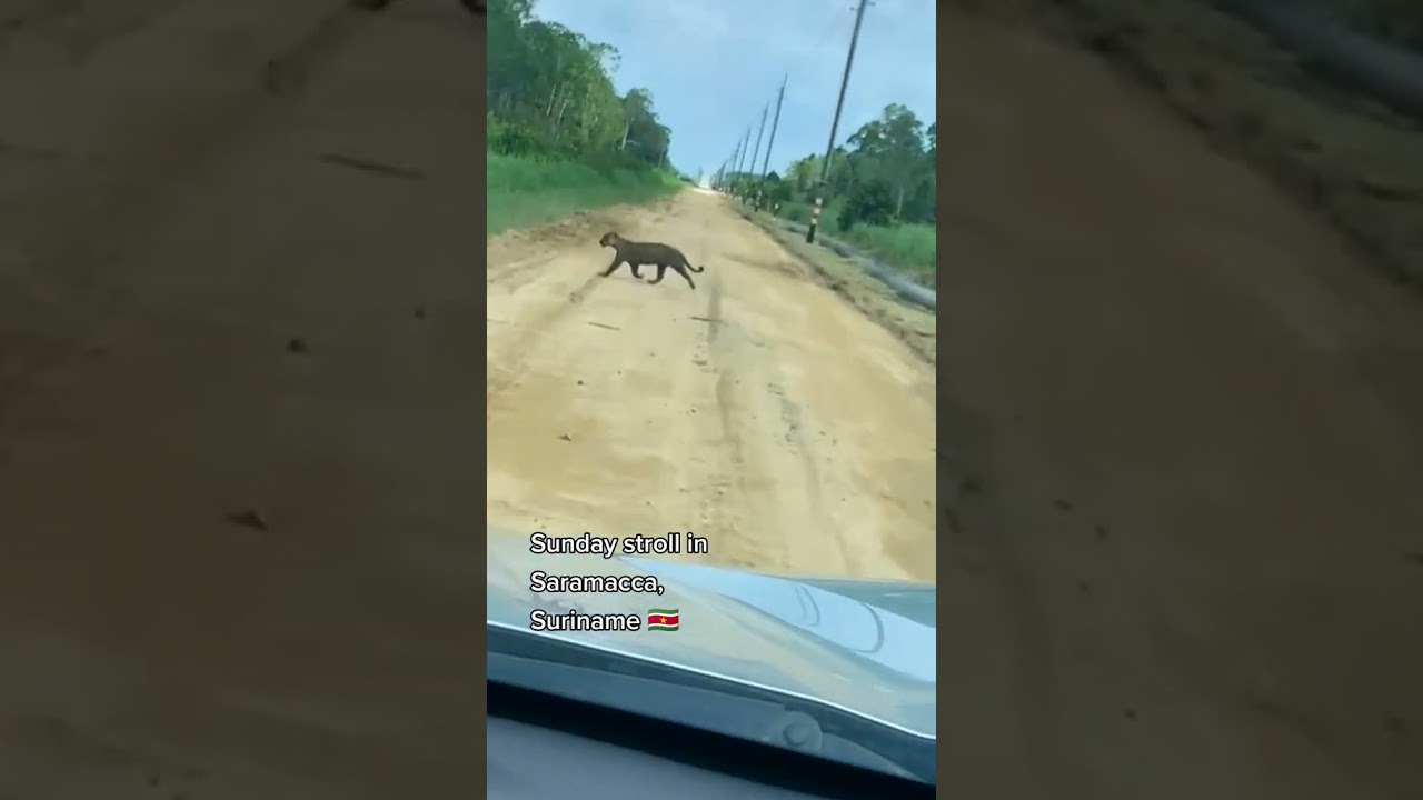 WILD LIFE SURINAME