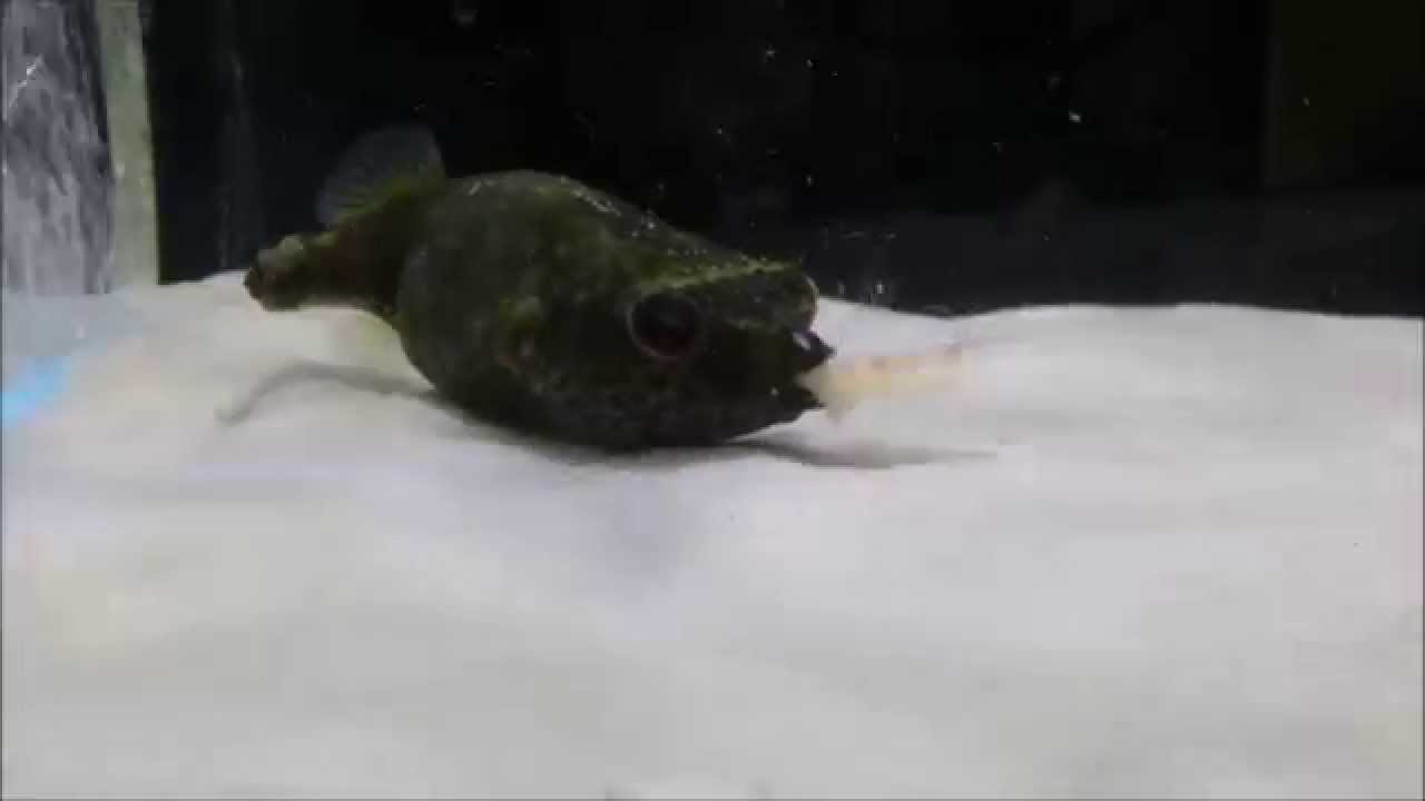 true freshwater puffer