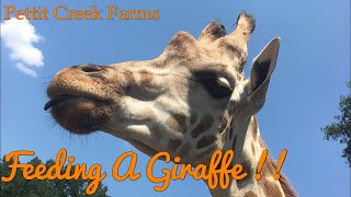 WE FED A GIRRAFFE !!! | Pettit Creek Farms