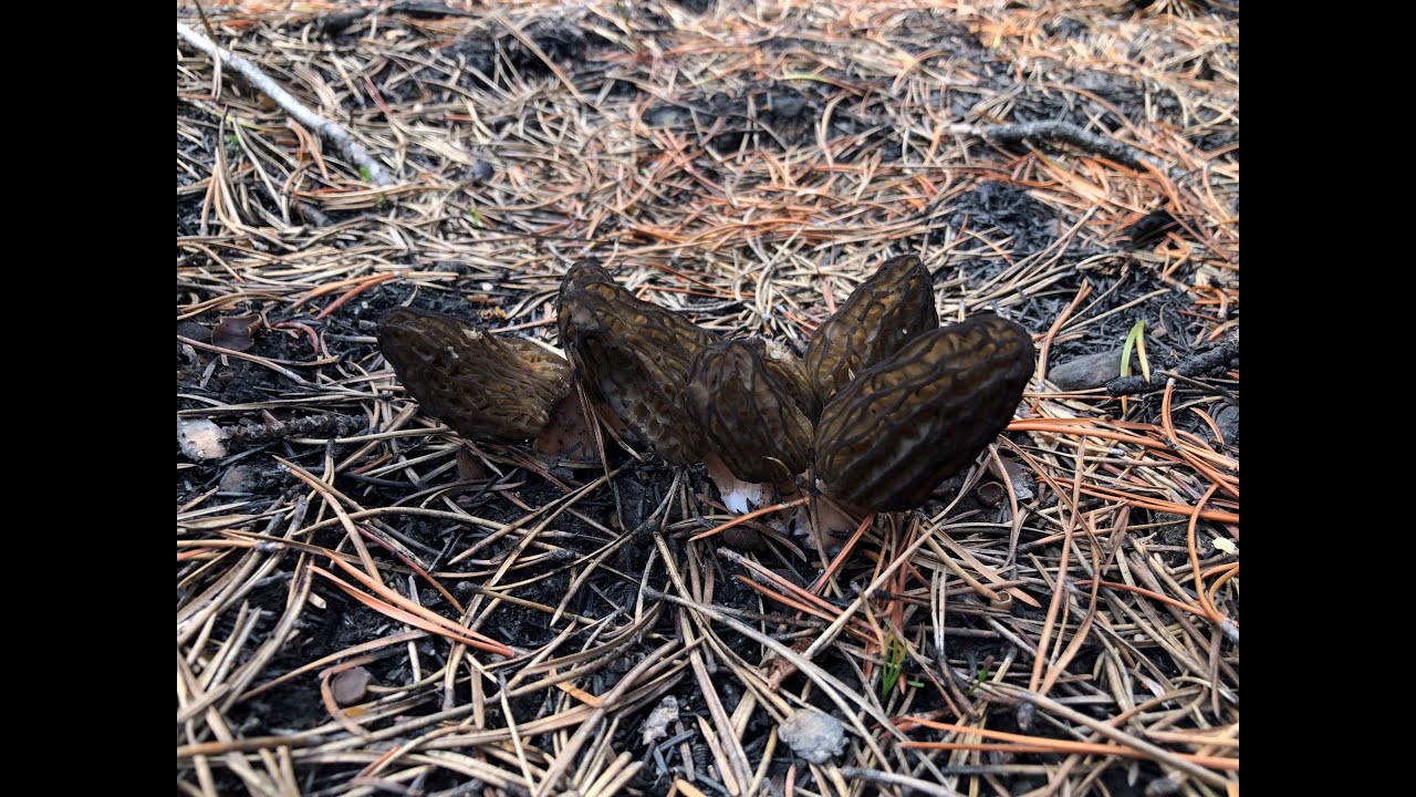 Morel Picking and Processing YouTube