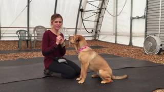 Touch Training: Teach your dog to hand target, the ultimate doggy handshake.