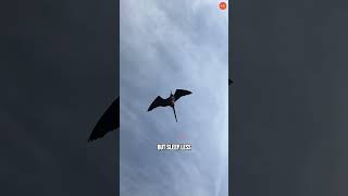 How Birds Sleep While Flying | Incredible Bird Adaptations