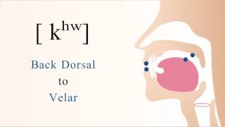 [ kʰʷ ] unvoiced aspirated labialized back dorsal velar stop