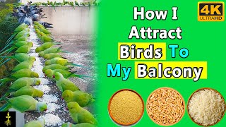 How i attract birds to my balcony |#birdwoman #parrot #birds
