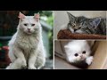 KITTY CATS