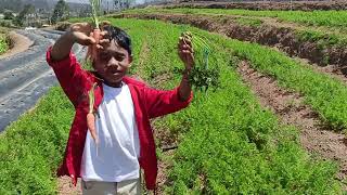 Kodai Farm fruits vegetables harvest #kodai #harvest