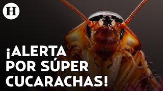 ¡México en alerta por súper cucarachas! ¿Cómo detectarlas y por qué son resistentes a insecticidas?