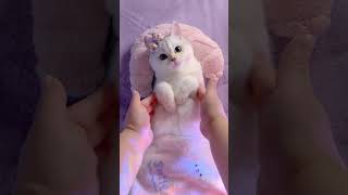 Puff immersive sleep aid, super well-behaved and super cute!#asmr #immersive #sleep  #cat #cute