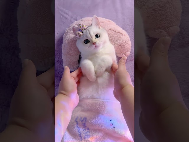Puff immersive sleep aid, super well-behaved and super cute!#asmr #immersive #sleep  #cat #cute