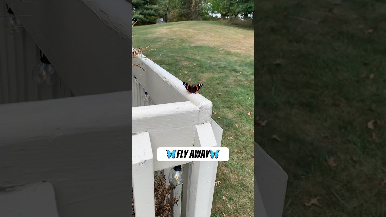 🦋Fly Fly Away Butterfly🦋 