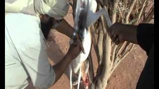 Download رحلة المقناص خارج المملكه رقم 2 Video MP3 رحلة المقناص خارج المملكه رقم 2
