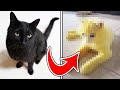 黒猫を『金髪』にしてみた。