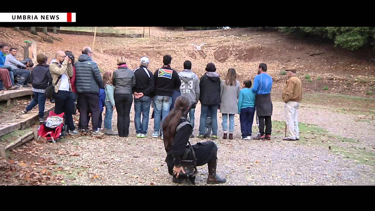 Falconeria a Città della Domenica [UMBRIA NEWS]