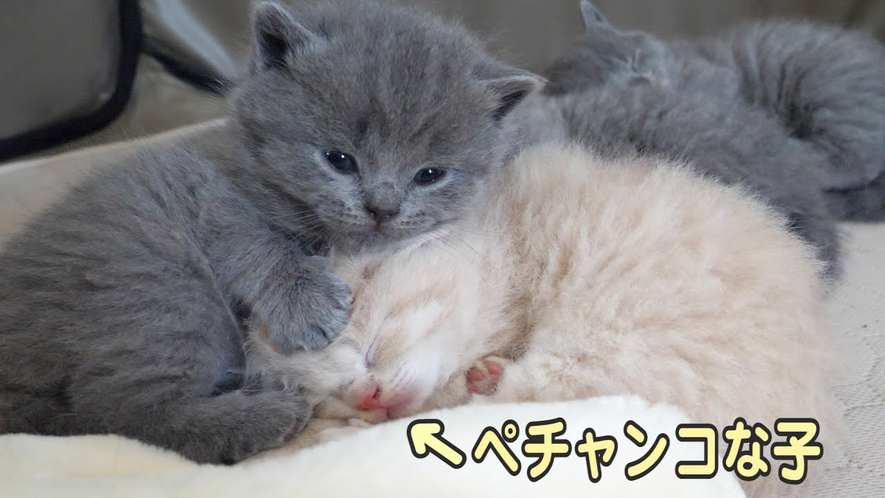 悲報 茶つむがペチャンコにされました W まんまる猫 つむチャンネル ねこだらけ 悲報 茶つむがペチャンコにされました W まんまる猫 つむチャンネル ねこだらけ