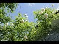 小さな窓の花ごよみ 594 初夏の空と薔薇 ♪ アニーローリー:ボニージャックス ♪