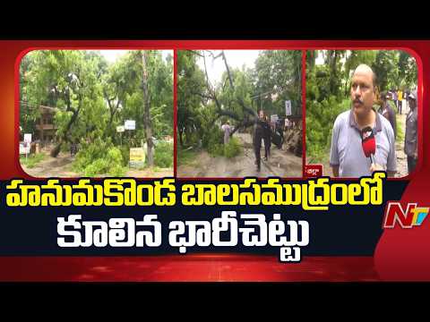 Heavy Rain In Warangal: హనుమకొండ బాలసముద్రంలో కూలిన భారీచెట్టు | NTV Telugu - NTVTELUGU