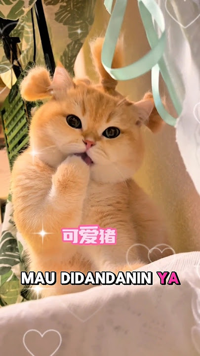 Si kucing oyen imut 😻 #shorts