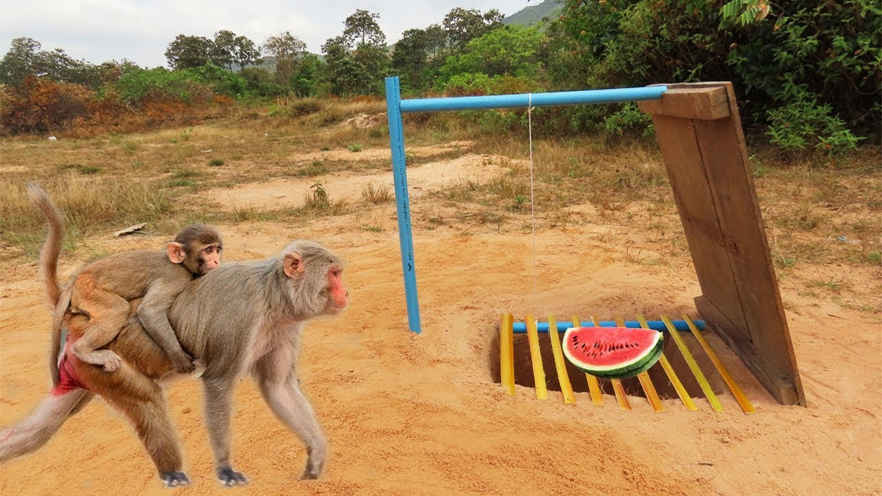 Amazing Quick Monkey Trap Using Big Wood & Deep Hole (Works 100