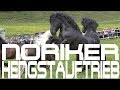 Noriker Hengstauftrieb 2017 Kirchberg in Tirol/Aschau