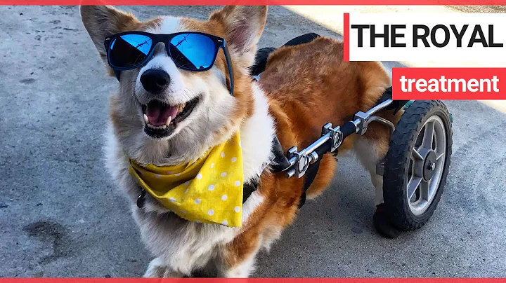 Corgi with spine problems has specialised wheelchair | SWNS