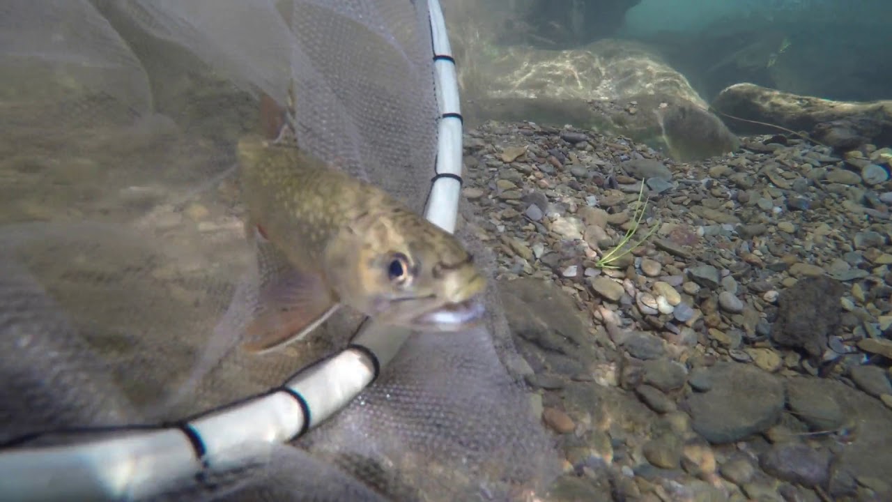 Moorman's River Brook Trout 2016