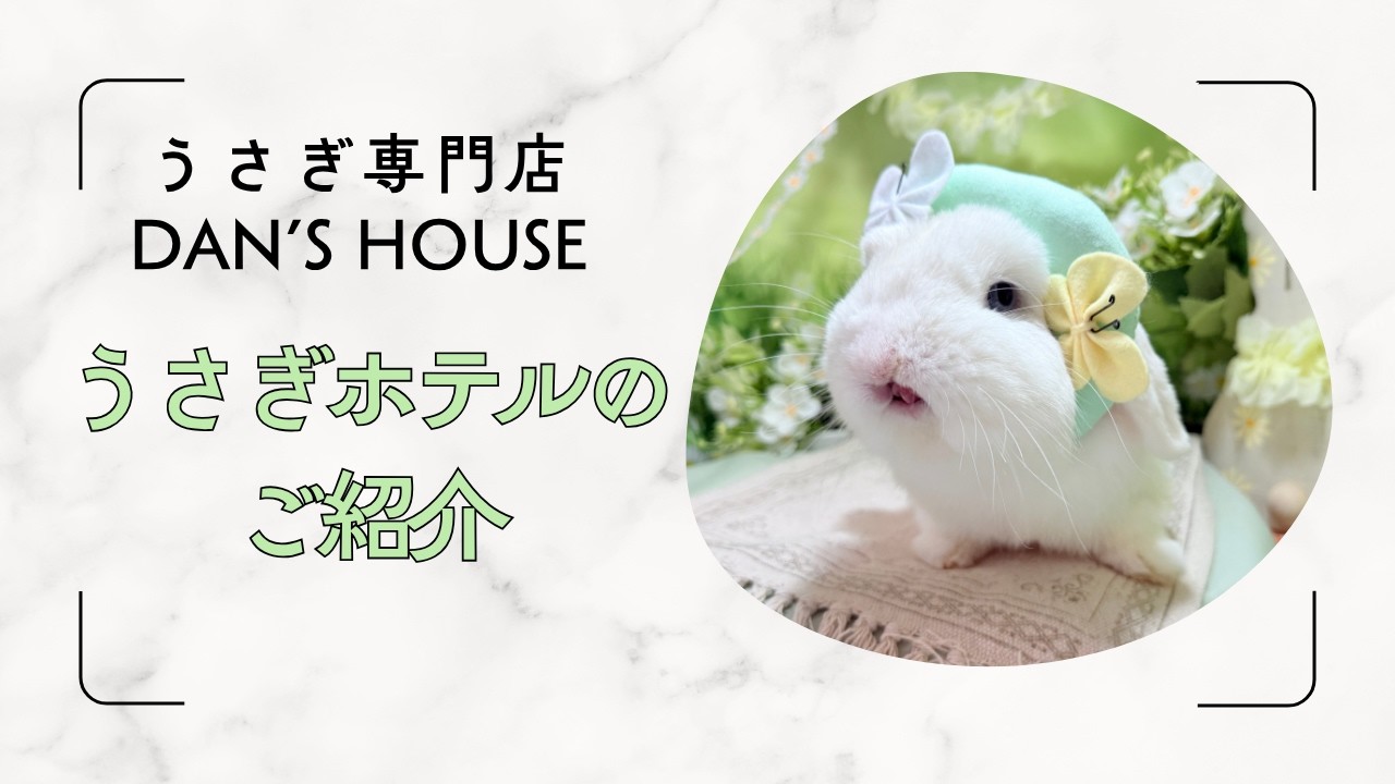 さいたま 東大宮のうさぎ専門店 DAN'S HOUSE｜健康で可愛いうさぎを
