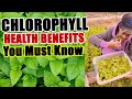 5 Shocking Ways Chlorophyll Can CHANGE Your Health Forever!