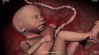فيلم كرتوني قصير-مراحل تكوين الجنين في بطن أمه -سبحان الله- (مذهل/واقعي)