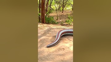 Anaconda Snake Attack 3  P7🐍 #shorts #anaconda #snake #python #snakevideo #snakes