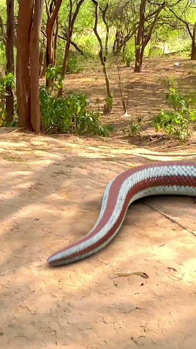 Anaconda Snake Attack 3  P7🐍 #shorts #anaconda #snake #python #snakevideo #snakes