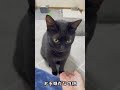 ☹️→😕→🤩褒められて顔つきが変わるクロちゃん