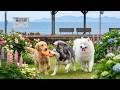 12 Hours of Dog TV 🐶 Dog Calming Music 🎵 Help Reduce Stress and Deep Sleep for Dogs