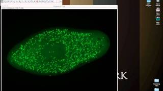 Automated Cell Counting in ImageJ