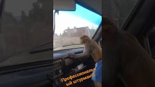 штурман!!!