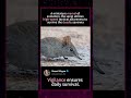 A miniature marvel of evolution, the sengi utilizes high-speed tactical awareness to survive the