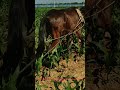 Traditional Horse-Drawn Cultivation in a Corn Field! 🌽🐎
