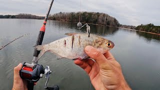 Gizzard Shad vs. Skipjack | Which Catches More Catfish??? (Moon Cool MC3)