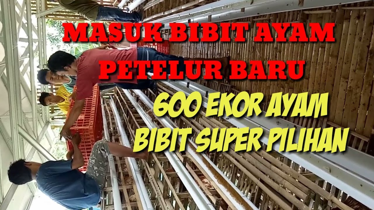 Ternak Ayam petelur pullet baru usia 16 minggu 