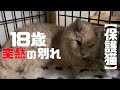 飼い主さまとお別れしたシニア猫を保護しました